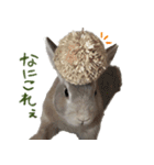 うさぎのすーとココア2（個別スタンプ：15）