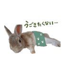うさぎのすーとココア2（個別スタンプ：21）