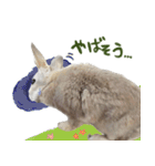 うさぎのすーとココア2（個別スタンプ：24）