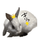 うさぎのすーとココア2（個別スタンプ：25）