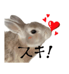 うさぎのすーとココア2（個別スタンプ：29）