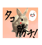 うさぎのすーとココア2（個別スタンプ：31）