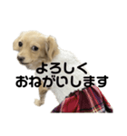 みるくの日常です（個別スタンプ：4）