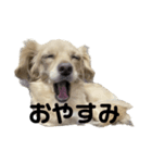 みるくの日常です（個別スタンプ：11）