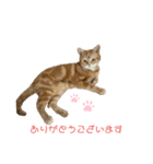 アメショーのとらじ（個別スタンプ：3）