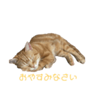 アメショーのとらじ（個別スタンプ：5）