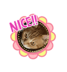 アメショーのとらじ（個別スタンプ：8）