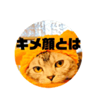 ミミ様の心の言葉2（個別スタンプ：1）