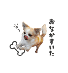 関西育ちの龍之介（個別スタンプ：1）