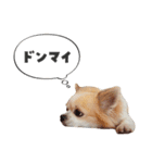 関西育ちの龍之介（個別スタンプ：2）