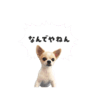 関西育ちの龍之介（個別スタンプ：8）