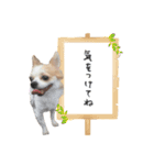 関西育ちの龍之介（個別スタンプ：15）