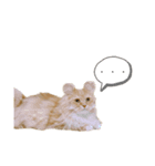 イヴ日記（個別スタンプ：1）
