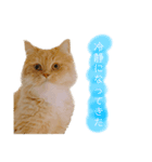 イヴ日記（個別スタンプ：3）