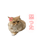 イヴ日記（個別スタンプ：6）