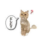 イヴ日記（個別スタンプ：7）