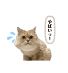 イヴ日記（個別スタンプ：8）