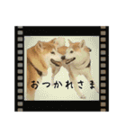 フクロ兄弟（個別スタンプ：1）