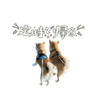 フクロ兄弟（個別スタンプ：2）