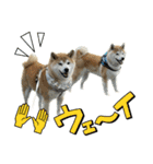 フクロ兄弟（個別スタンプ：3）