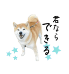フクロ兄弟（個別スタンプ：7）
