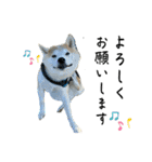 フクロ兄弟（個別スタンプ：11）