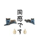 フクロ兄弟（個別スタンプ：13）