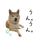 フクロ兄弟（個別スタンプ：16）
