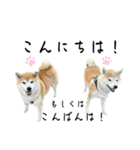 フクロ兄弟（個別スタンプ：19）