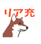 たくさんの柴犬エッディ（個別スタンプ：40）