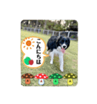 ボーダーコリーの林檎なのは（個別スタンプ：4）