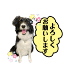 ボーダーコリーの林檎なのは（個別スタンプ：5）