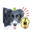 ボーダーコリーの林檎なのは（個別スタンプ：6）