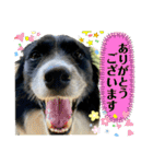ボーダーコリーの林檎なのは（個別スタンプ：9）