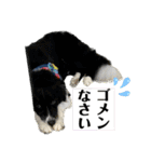 ボーダーコリーの林檎なのは（個別スタンプ：10）