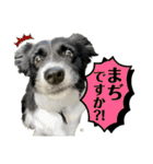 ボーダーコリーの林檎なのは（個別スタンプ：15）