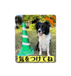 ボーダーコリーの林檎なのは（個別スタンプ：19）