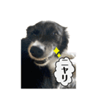 ボーダーコリーの林檎なのは（個別スタンプ：21）