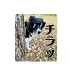 ボーダーコリーの林檎なのは（個別スタンプ：22）