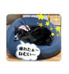 ボーダーコリーの林檎なのは（個別スタンプ：25）