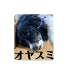 ボーダーコリーの林檎なのは（個別スタンプ：26）