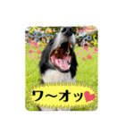 ボーダーコリーの林檎なのは（個別スタンプ：28）
