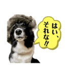 ボーダーコリーの林檎なのは（個別スタンプ：32）