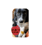 ボーダーコリーの林檎なのは（個別スタンプ：34）