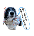 ボーダーコリーの林檎なのは（個別スタンプ：37）