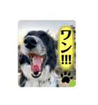 ボーダーコリーの林檎なのは（個別スタンプ：38）