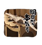 くらねこスタンプ（個別スタンプ：3）