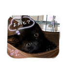 くらねこスタンプ（個別スタンプ：4）