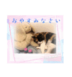 くらねこスタンプ（個別スタンプ：6）