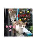 くらねこスタンプ（個別スタンプ：8）
